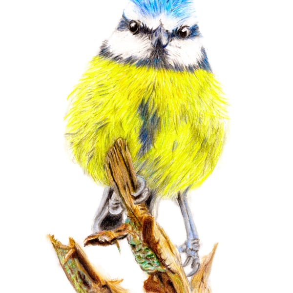 Bluetit - High Quality Print from Original Pencil Crayon Drawing