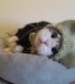 Tuxedo Kitten, Dotpebblesknits Design - Image 5
