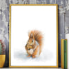 Squirrel Wall Art Illustration