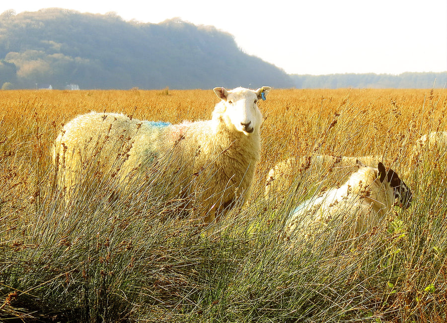 A greetings card featuring an original photograph.  Sheep.