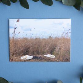 Symmetry Snooze, Suffolk - Nature Greetings Card & Envelope