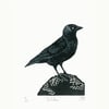 Jackdaw two-colour linocut print