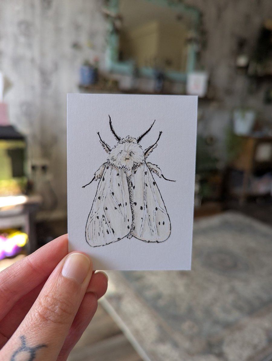Set of 5 Moth Illustration ACEOs