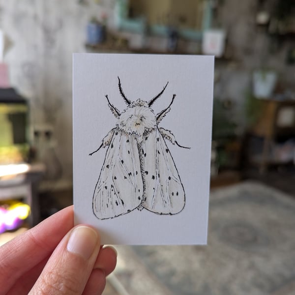 Set of 5 Moth Illustration ACEOs