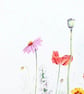Wild Flowers Original Modern Botanical Watercolour Painting Colourful Botanical  - Image 5