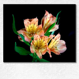 Alstroemerias flowers on a black background. 