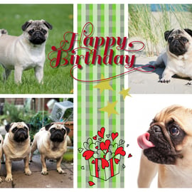 Happy Birthday Pug Dog Card A5 