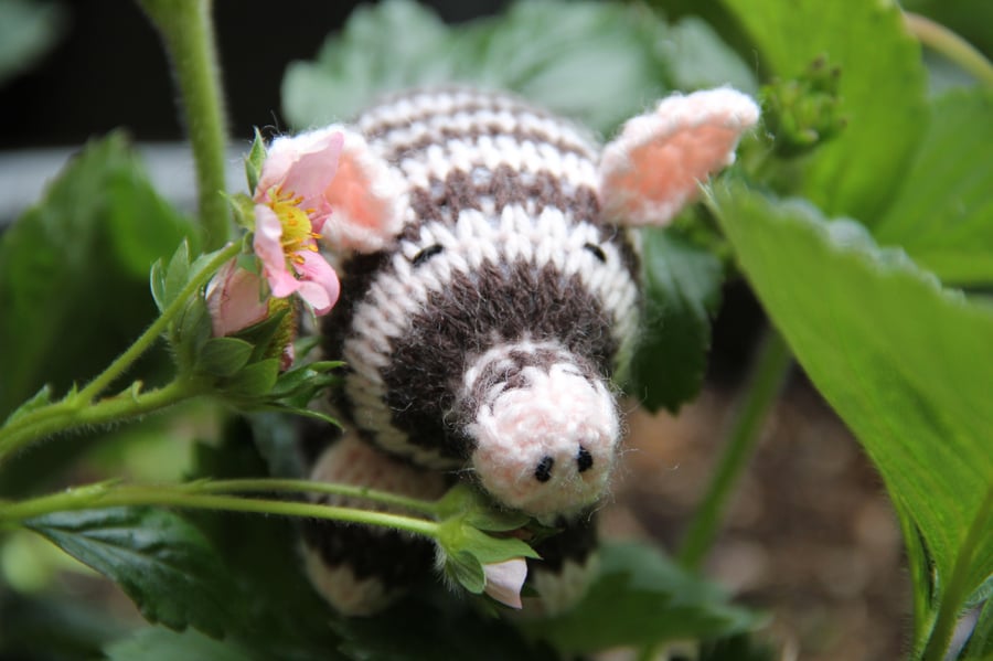 Chocolate Strawberry Jazzy Pig