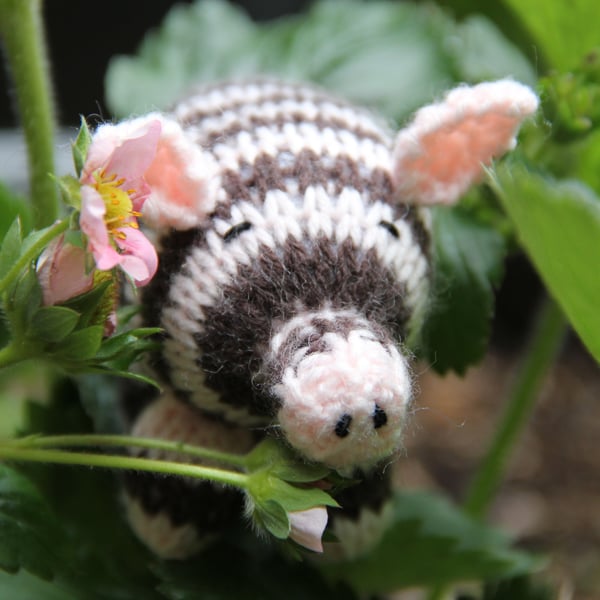 Chocolate Strawberry Jazzy Pig