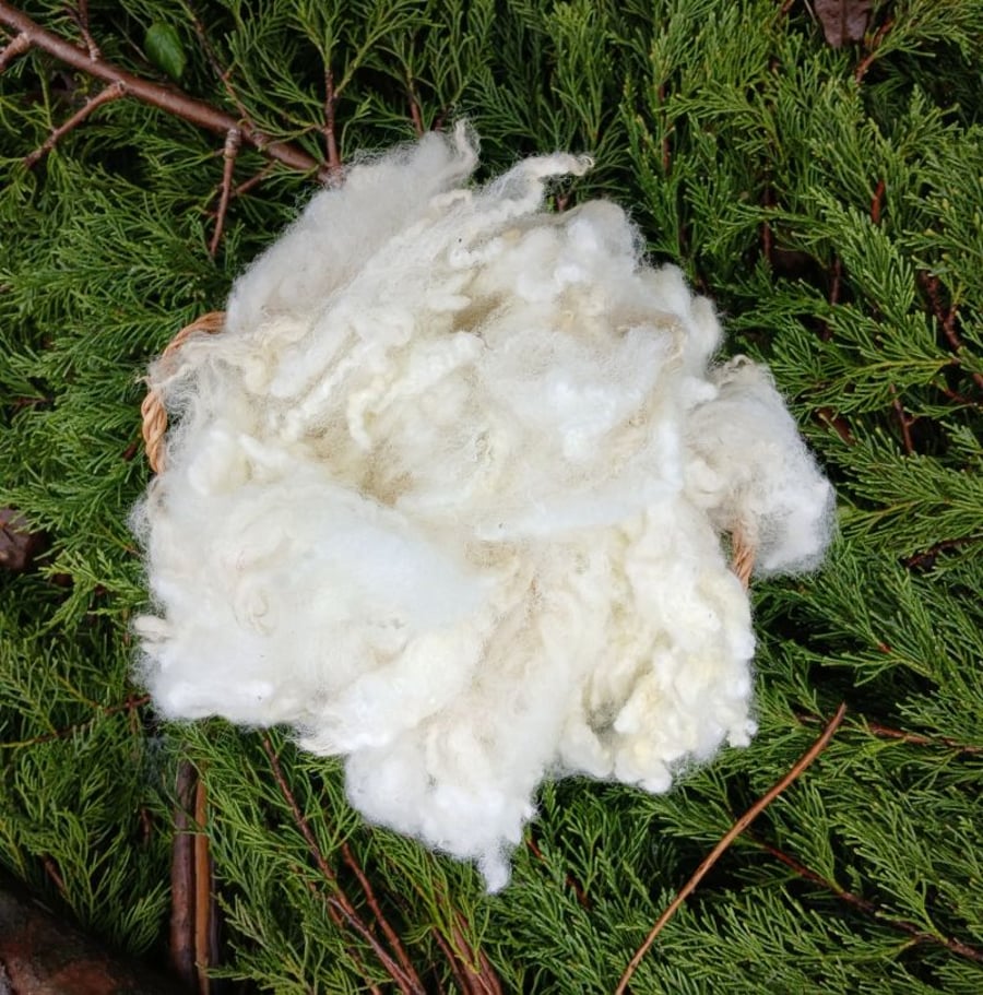 50g New Zealand Romney Fleece