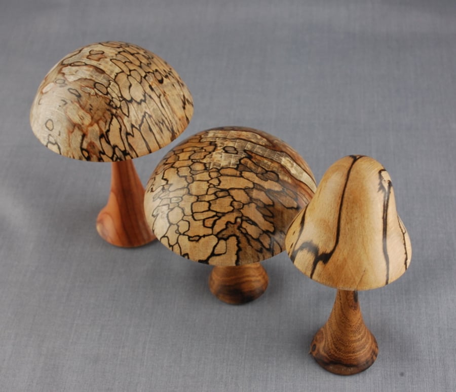 Unique Fungi in English Woods