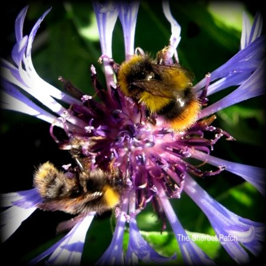 The pollen trail.    Greetings card,  (24)