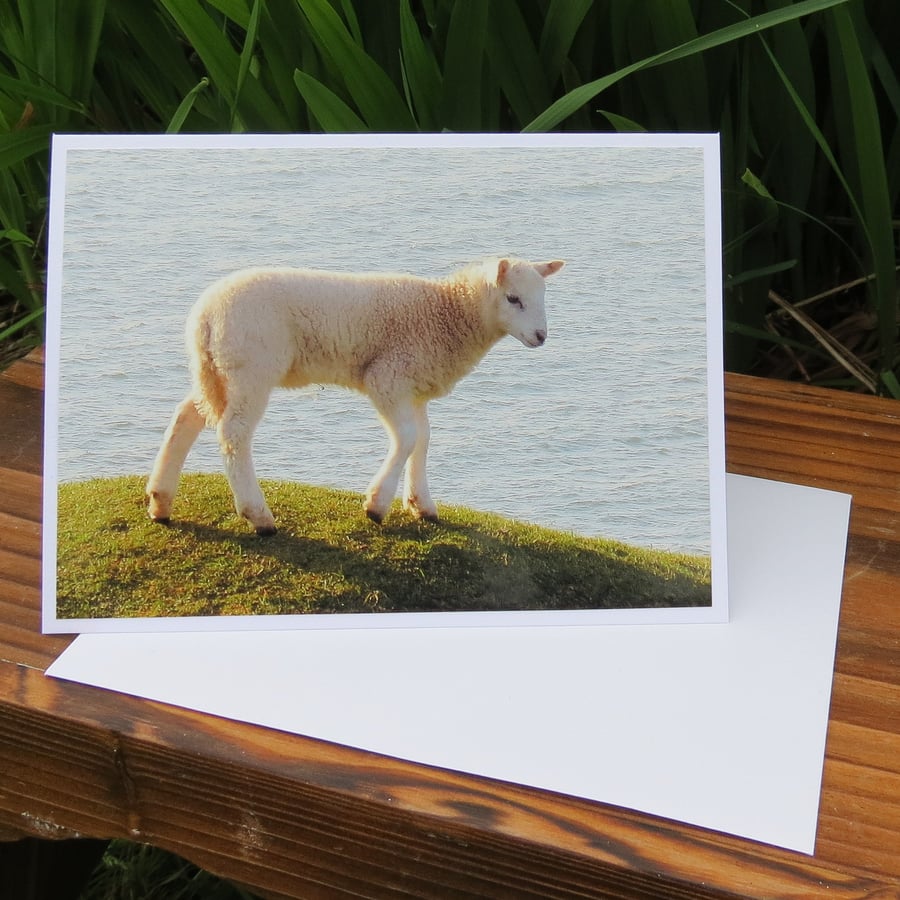 Sea Sheep.  A card featuring an original photograph.  Blank inside.