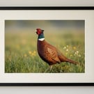 British peacock