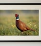 British peacock