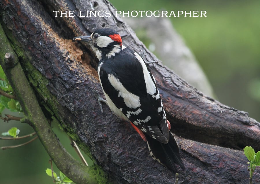 Woodpecker print (Limited edition of 10)