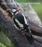 Woodpecker print (Limited edition of 10)