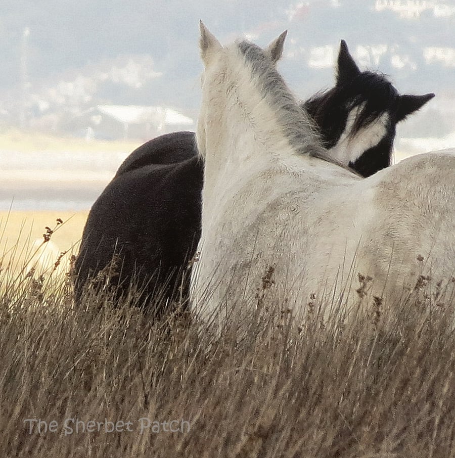 A card featuring an original photograph.  Blank inside.  Marsh Pony Love. 