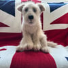 Little cross breed puppy dog