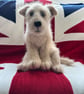 Little cross breed puppy dog