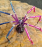 Bisexual Bi Flag sPRIDEr Hanging Spider Suncatcher Decoration - Image 2