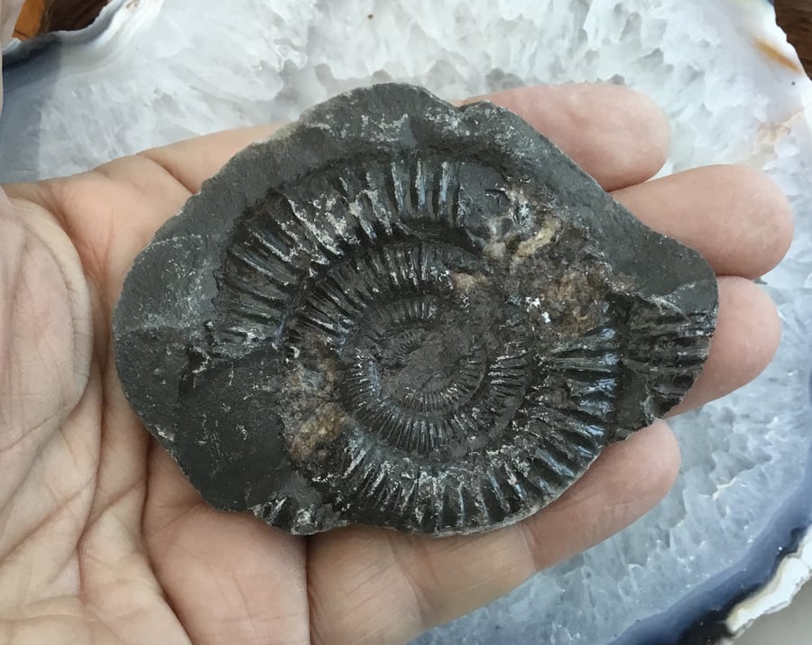 Beautiful and Rustic Natural Ammonite Fossil for Display or Crafting Project