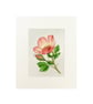 Original Art Watercolour Painting Rose 'For Your Eyes Only' - Image 7