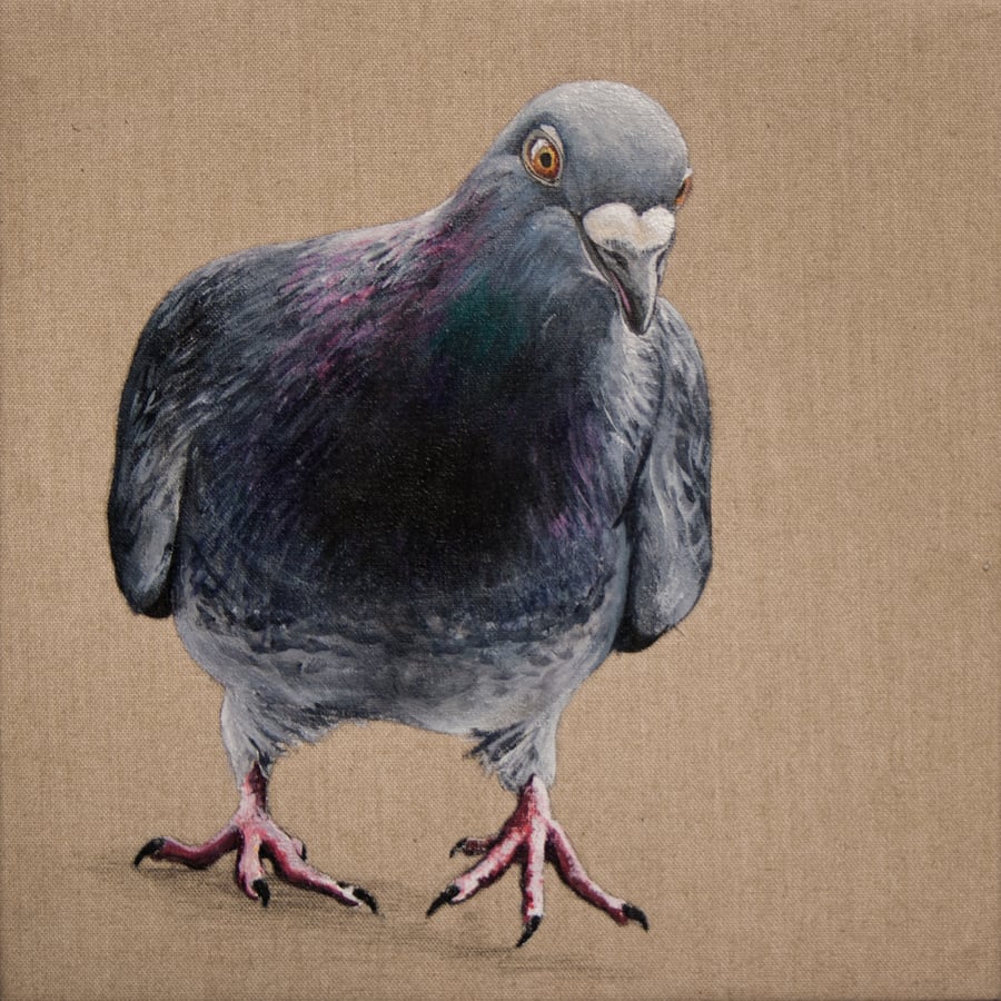 Pigeon B90109