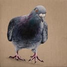 Pigeon B90109