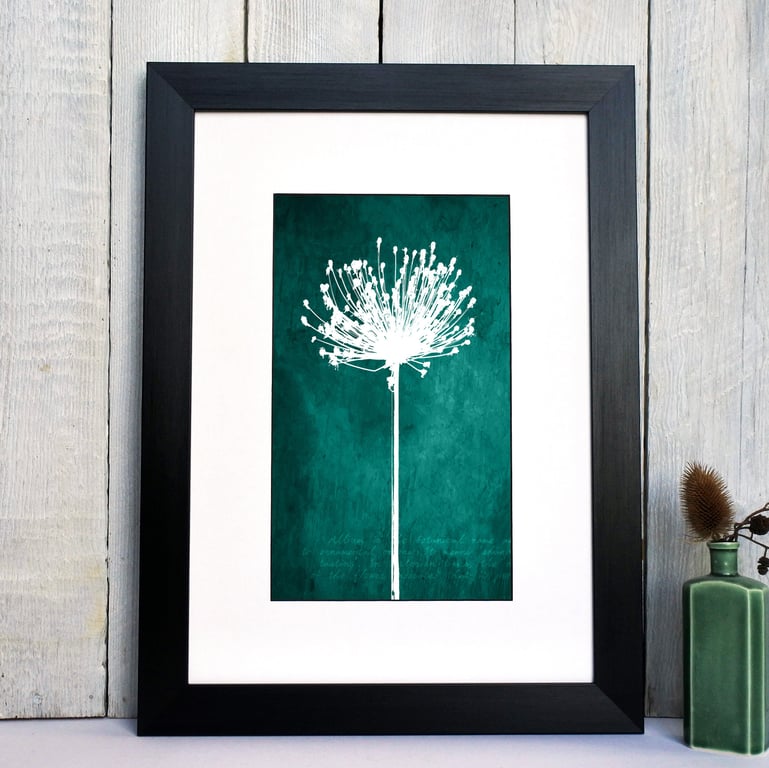 Allium Seed Head Fine Art Print