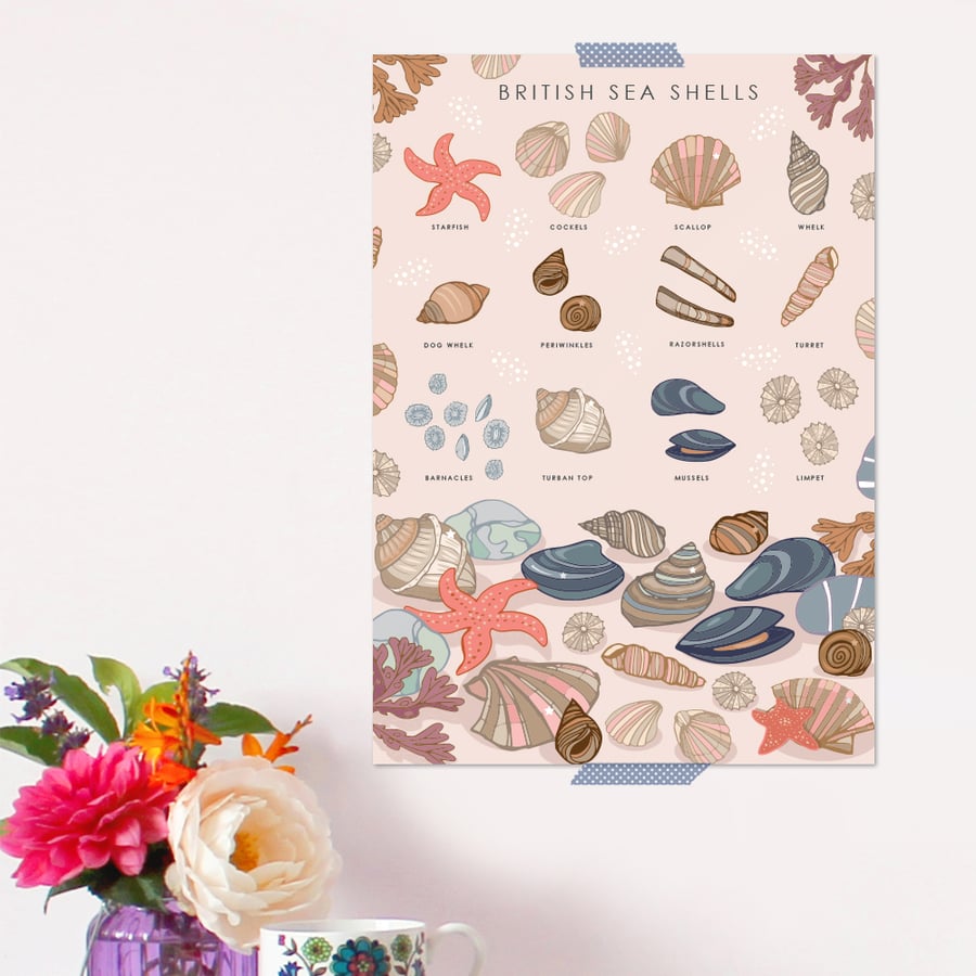 British Sea Shells Poster - Field Guide Poster - A3 sized