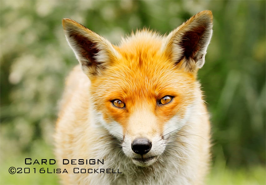 Exclusive Fox Portrait Greetings Card