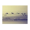 Original signed photograph Geese