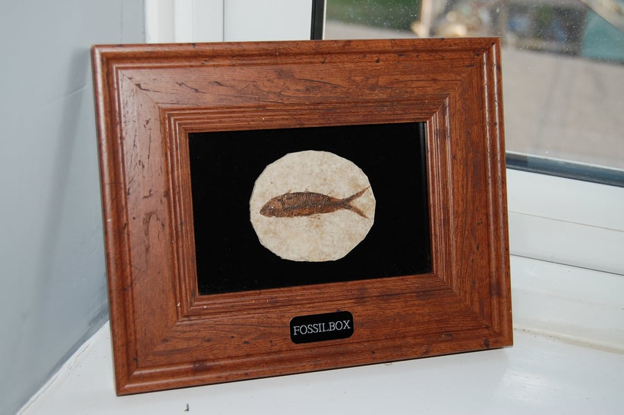 Fossilised fish in frame