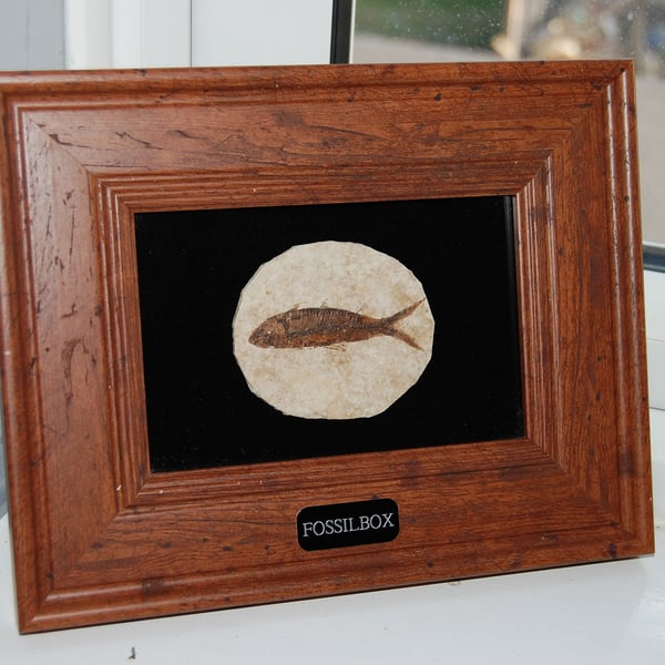 Fossilised fish in frame