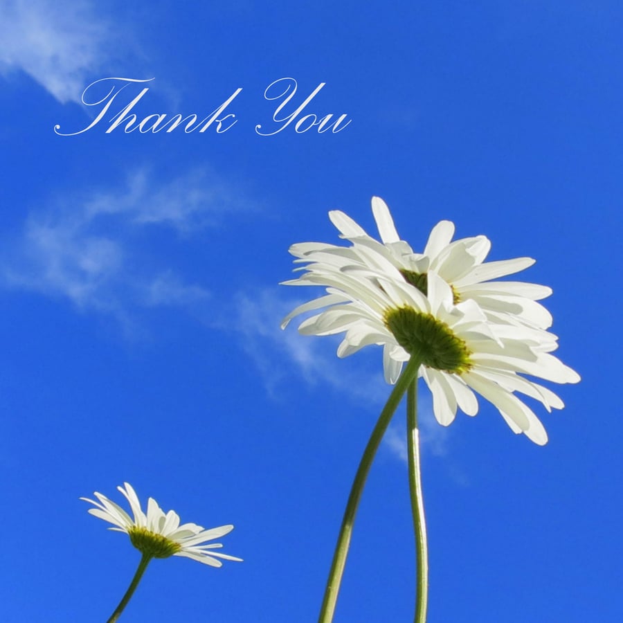 Daisy, daisy.  A thank you card featuring an original photograph.