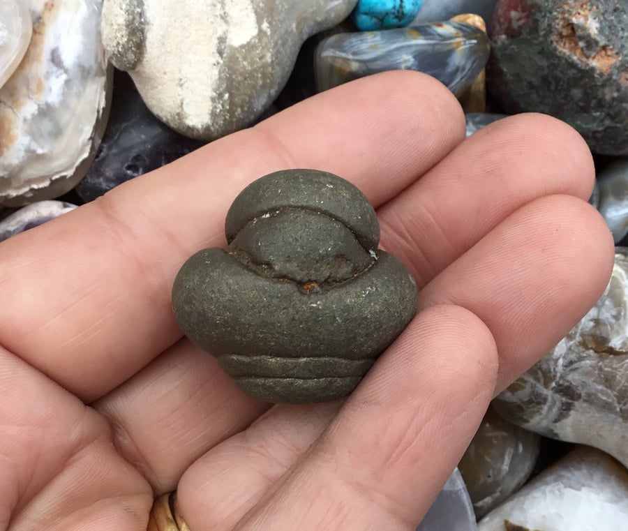 Ancient Coprolite!  Pyrite Coprolite Fossilised Organic Material Collectable.