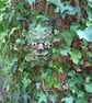 Green man - Image 2