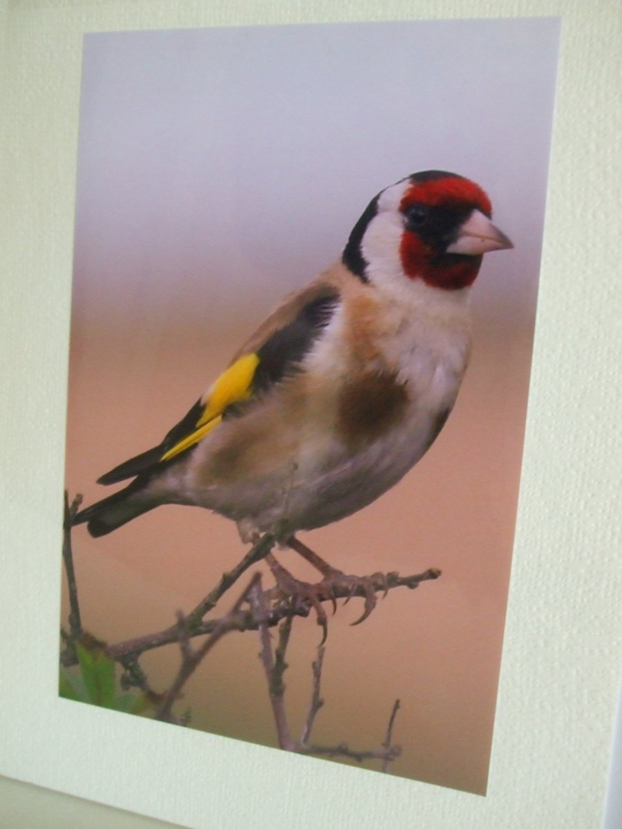 Photographic greetings card of a Goldfinch.
