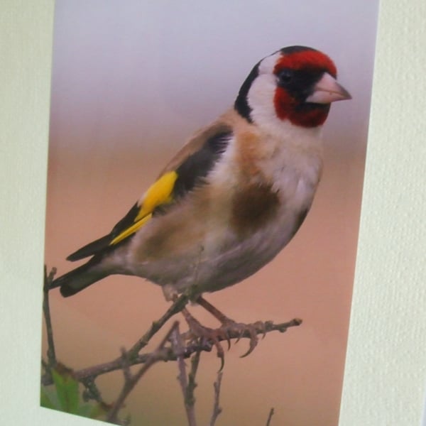 Photographic greetings card of a Goldfinch.