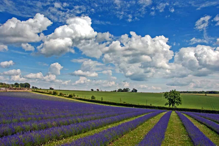 Lavender Field Purple Flowers Cotswolds Photograph Print