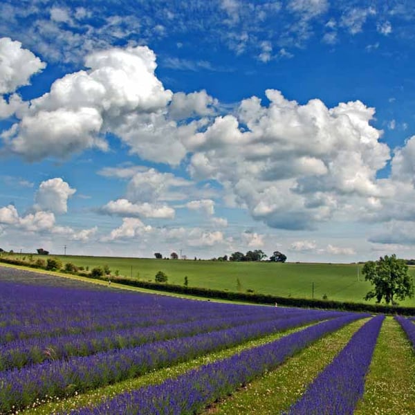 Lavender Field Purple Flowers Cotswolds Photograph Print