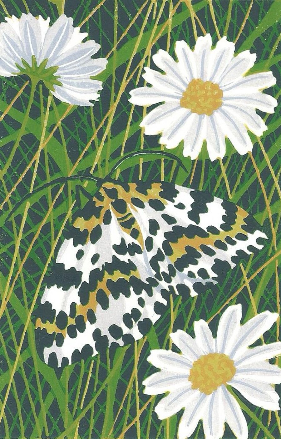 Magpie Moth