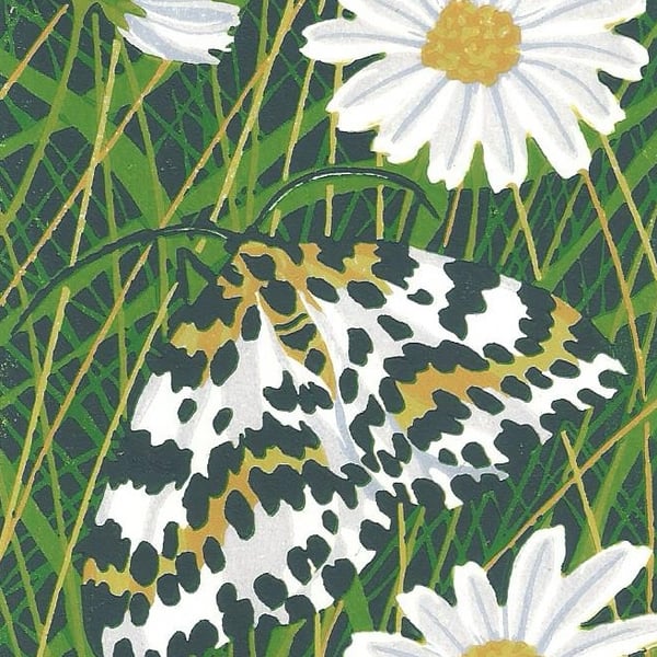 Magpie Moth