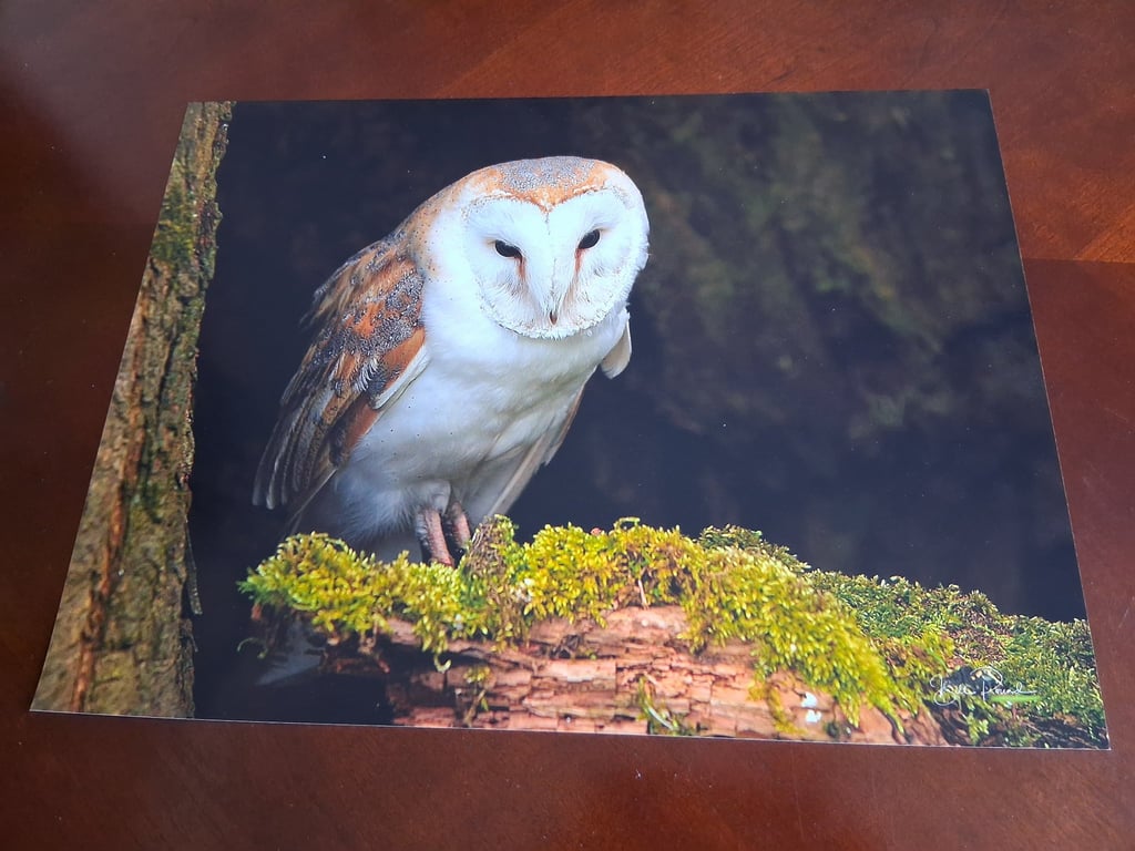 BARN OWL PHOTOGRAPH 16x12