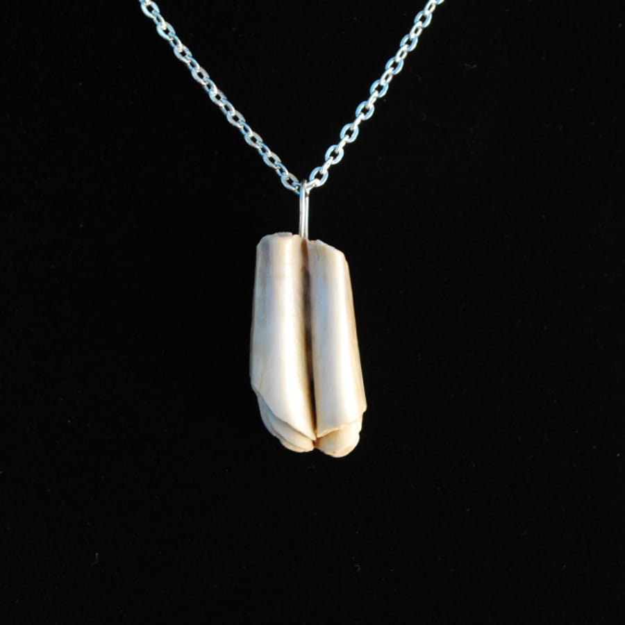 Beach animal tooth pendant