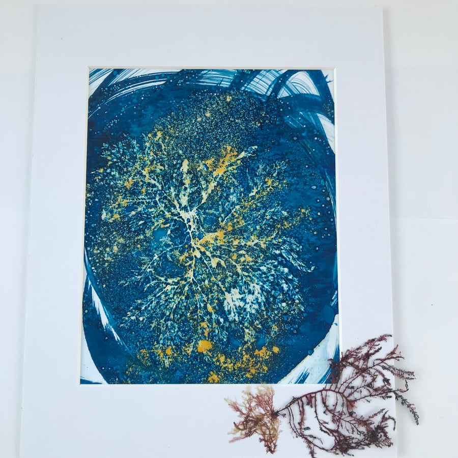 Seaweed meets Cyanotype- 'Storm Cast' an Original Cyanotype Photogram