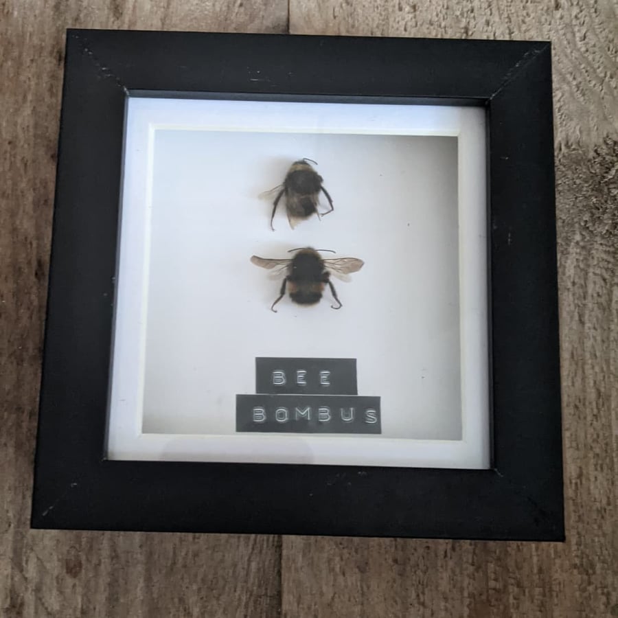 Framed Entomology Bee's