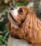 Dog Neck Warmer Snood Chunky - Handknit - Variegated Browns Golds Oranges Pinks - Image 8