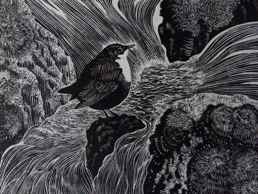 Water Ouzel (Dipper)